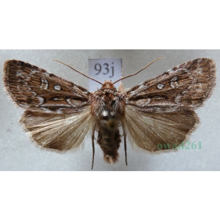 Lycophotia porphyrea (Denis & Schiffermüller, 1775) Czech93j